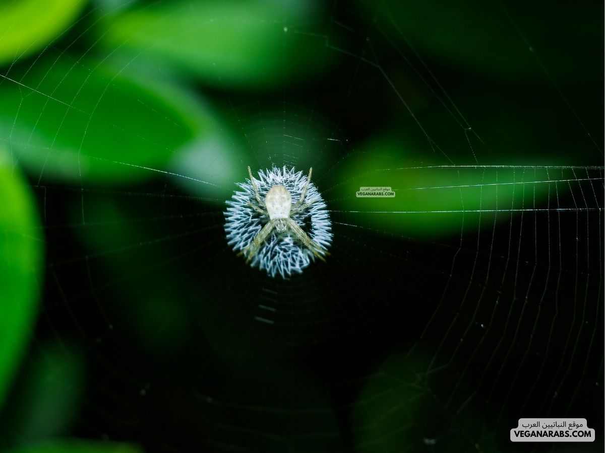 عنكبوت صغير جدا  A very small spider