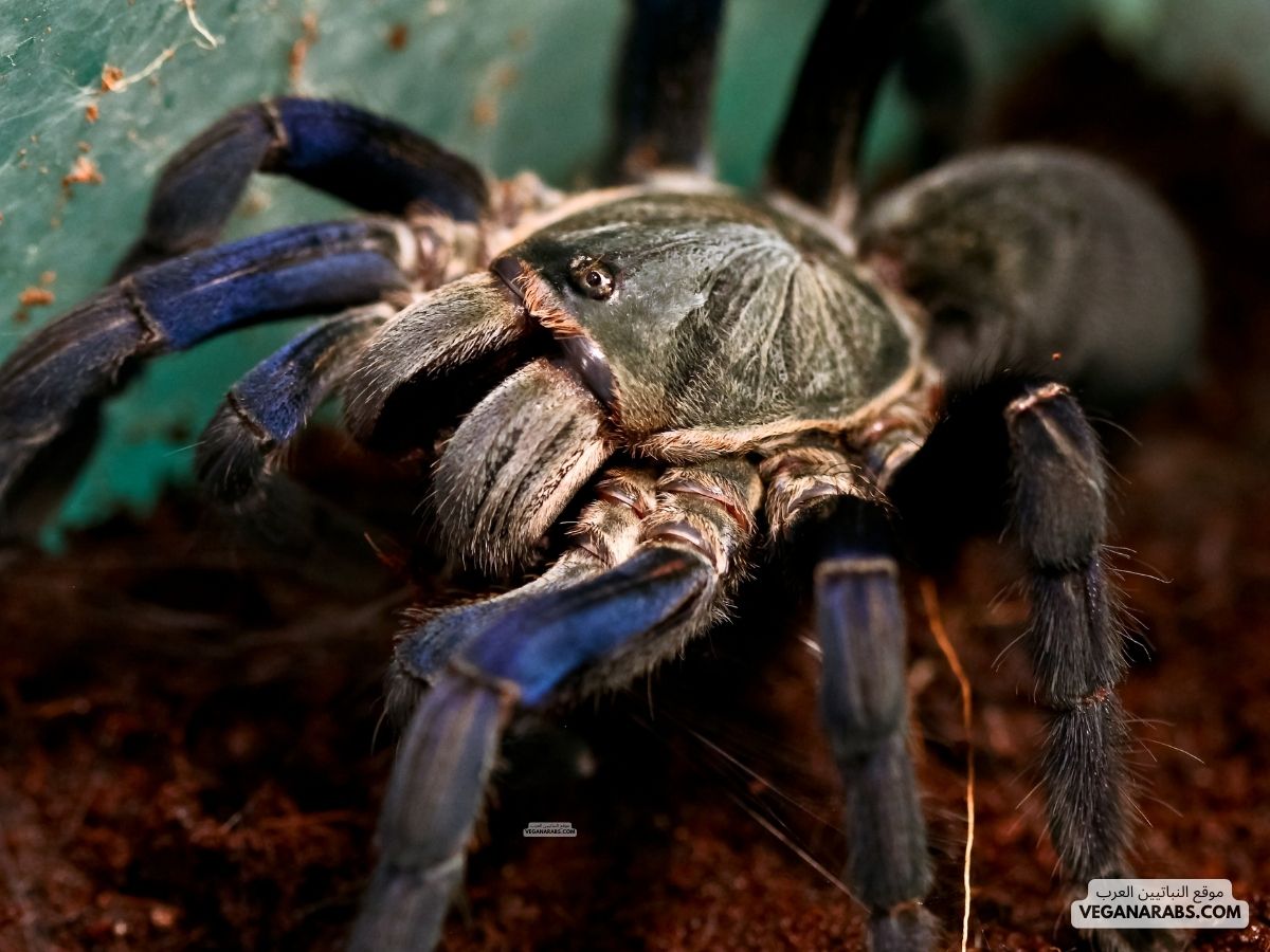 عنكبوت كبير