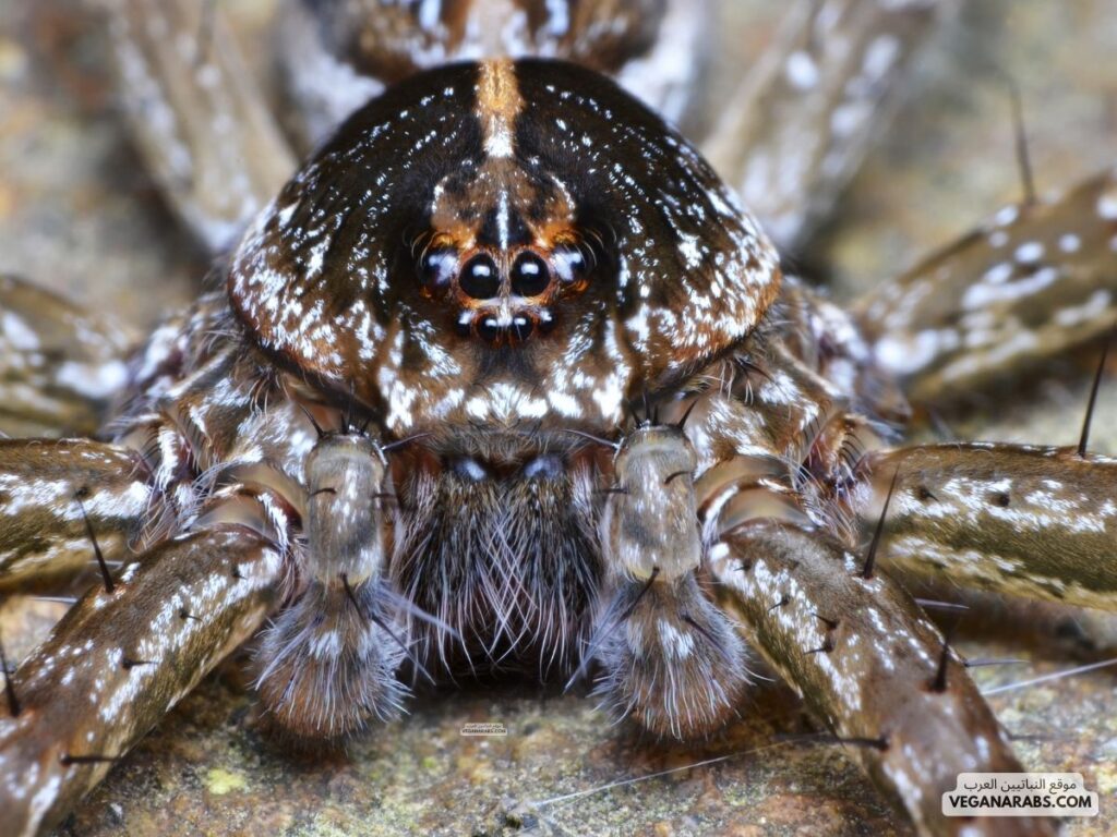 عنكبوت كبير