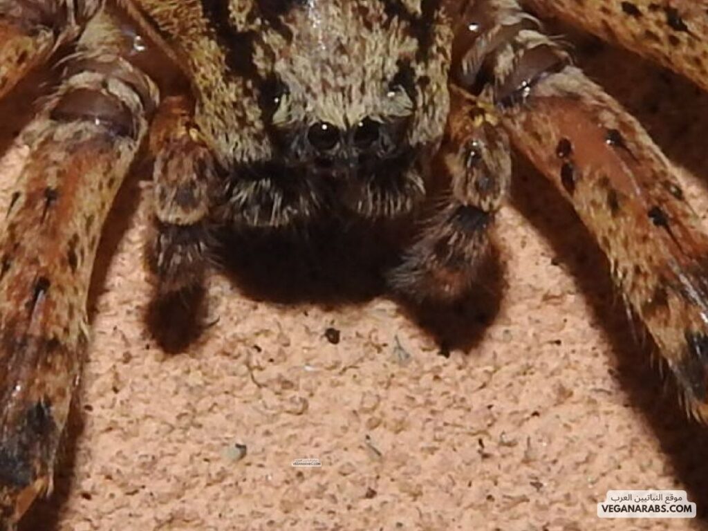 عنكبوت كبير