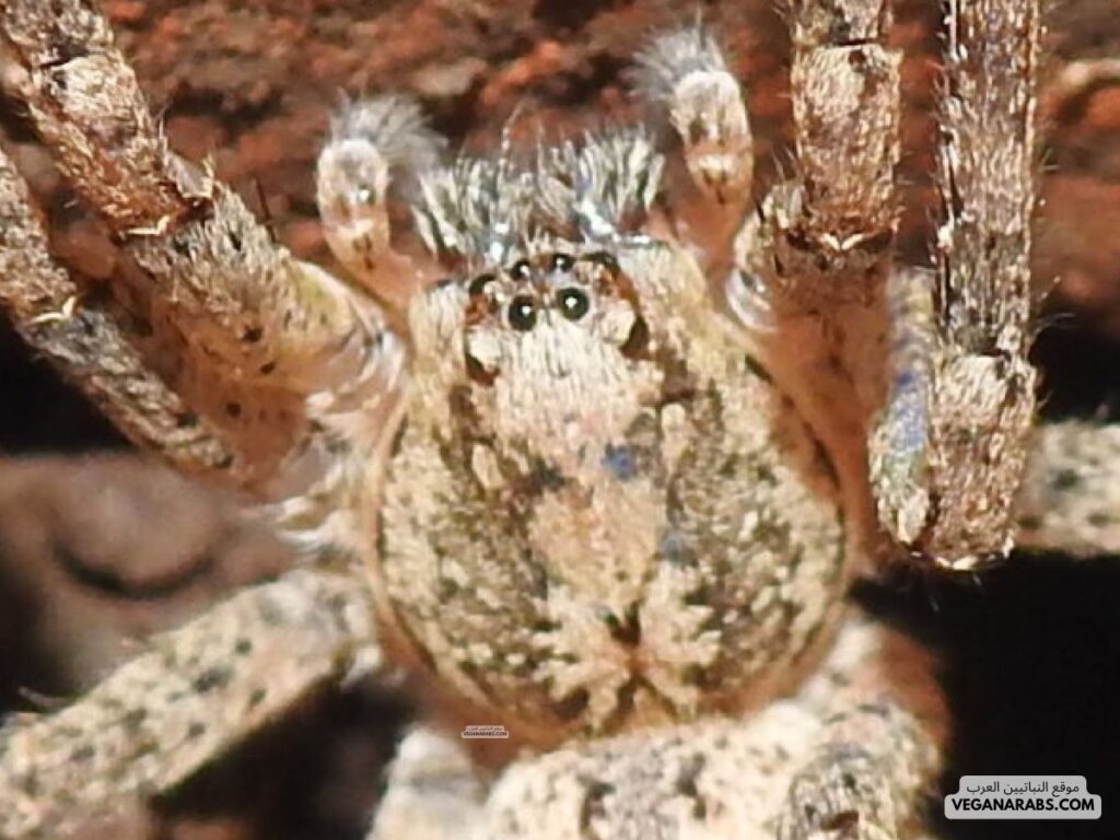 عنكبوت كبير