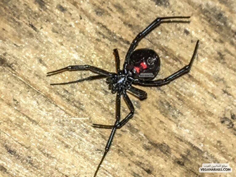 ماذا يدل وجود عنكبوت في البيت What does the presence of a spider in the house signify black spider pic