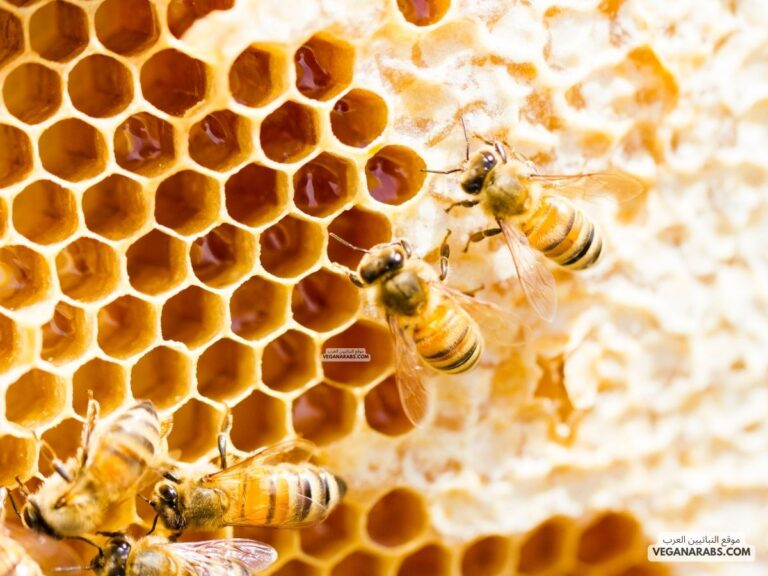 فوائد أكل شمع العسل