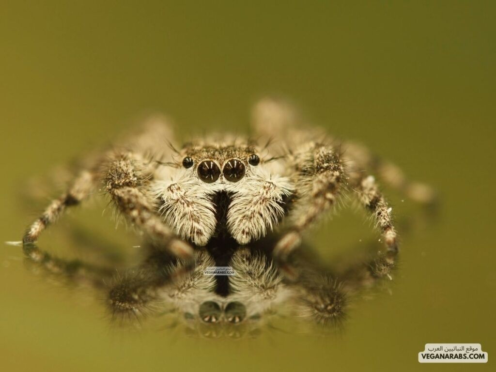 ٤- عنكبوت الجرم السماوي