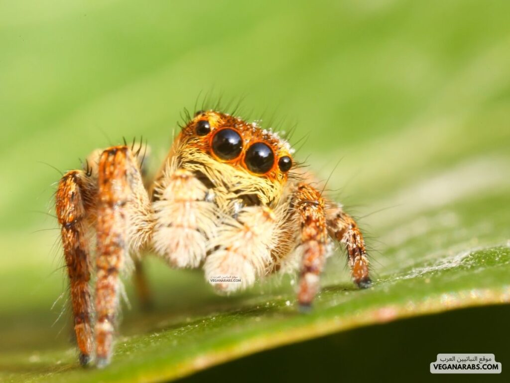 ٥- عنكبوت القفز