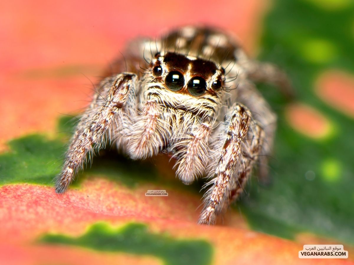 صور عنكبوت