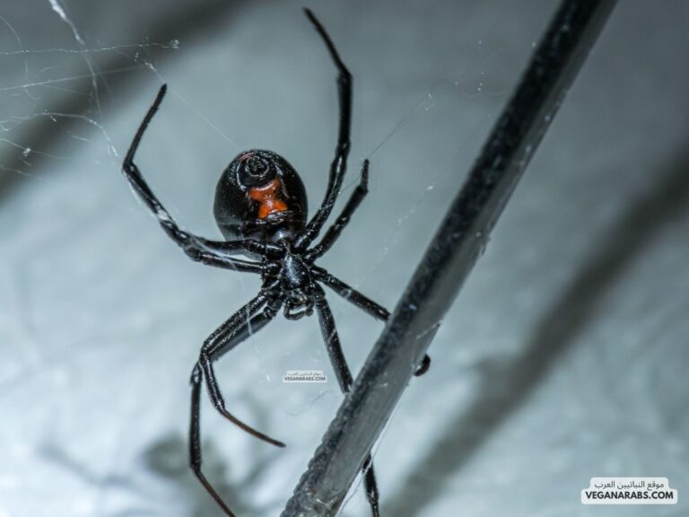 لماذا سميت عنكبوت الأرملة السوداء بهذا الاسم
