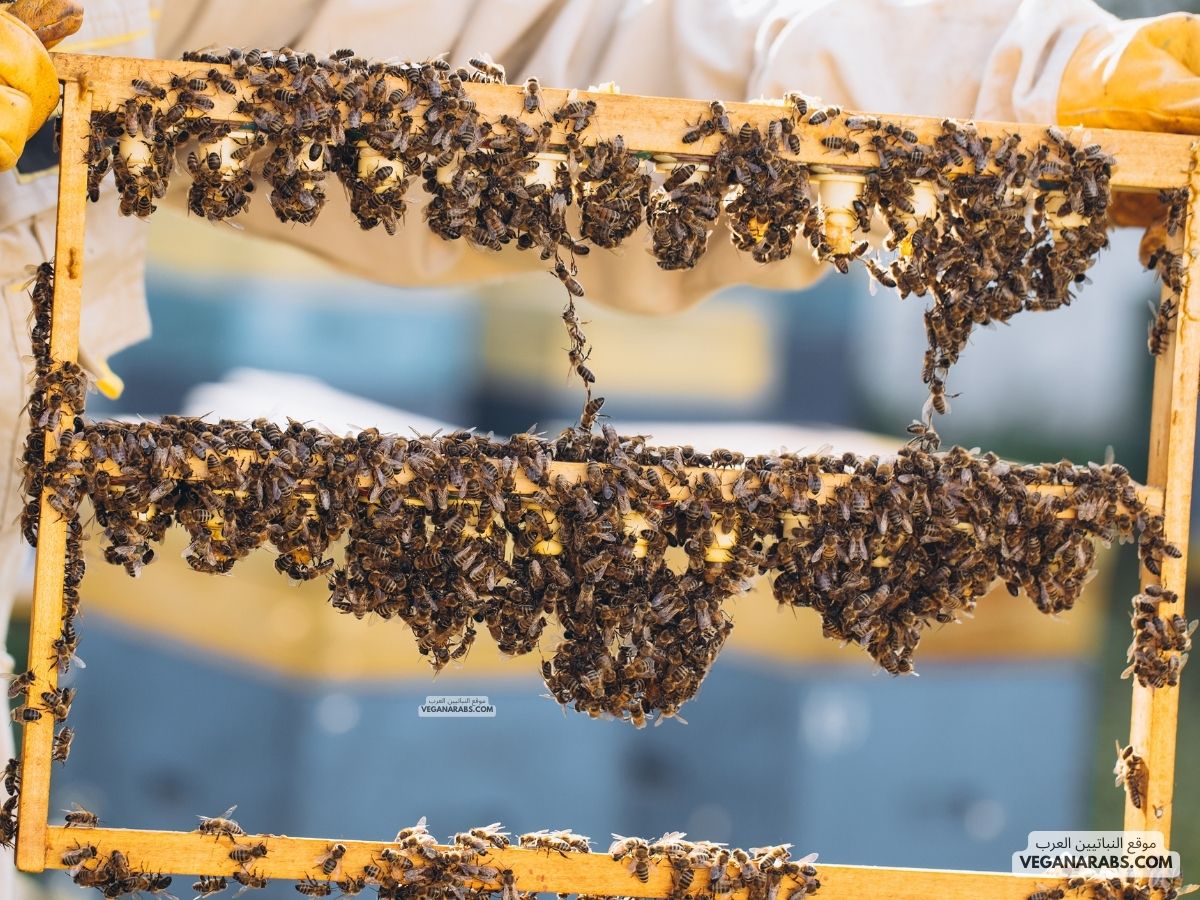 فوائد عسل ملكات النحل