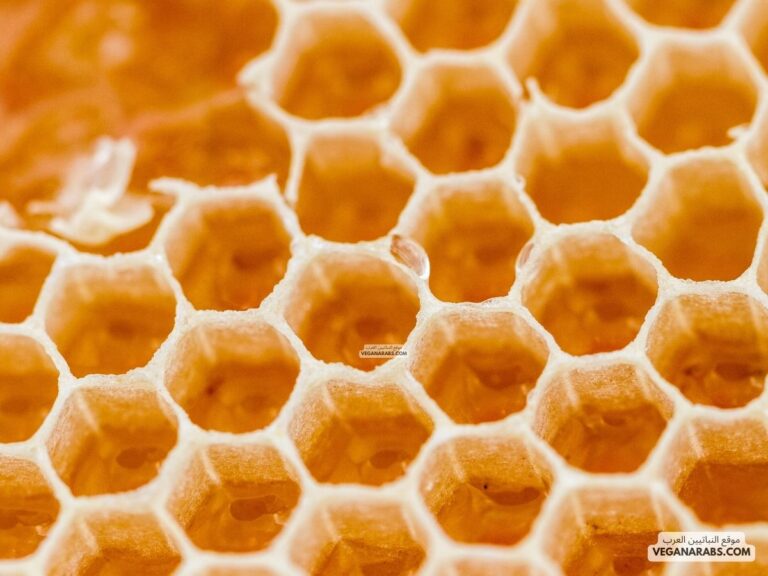فوائد العسل الحر