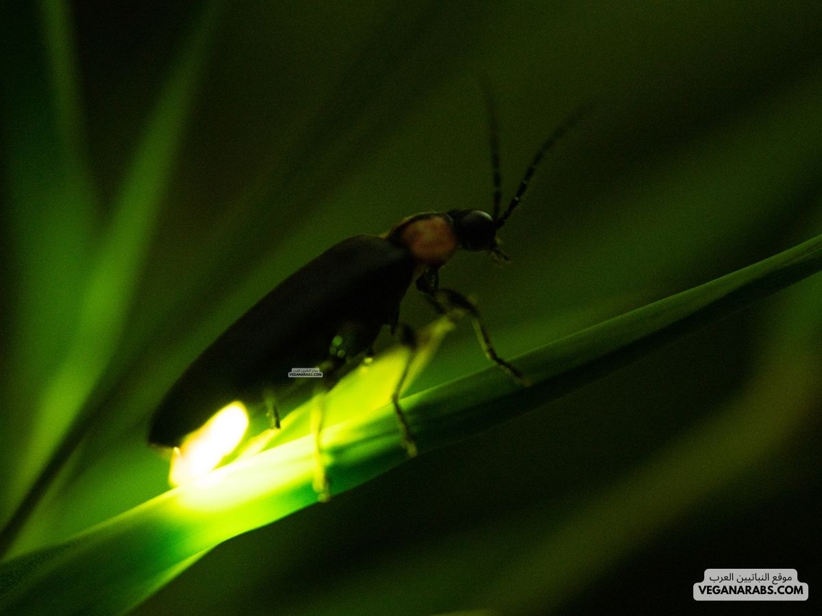 الحشرات المضيئة