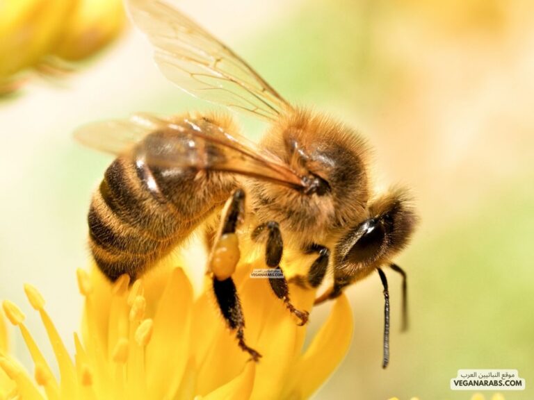 لماذا يصنع النحل العسل