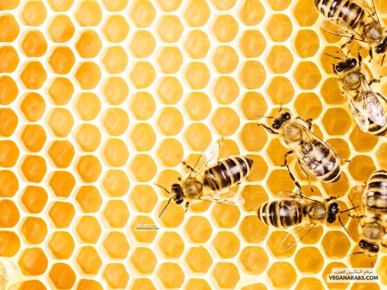 كيف ينتج النحل العسل