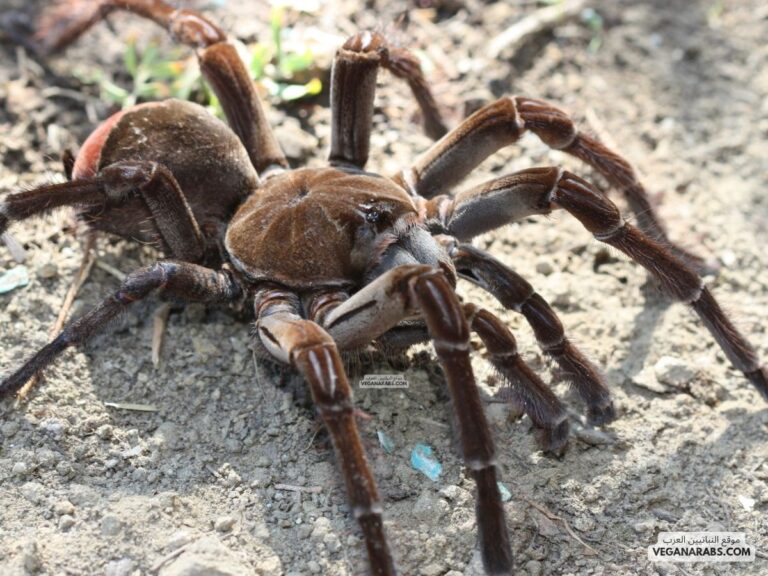 اكبر عنكبوت في العالم