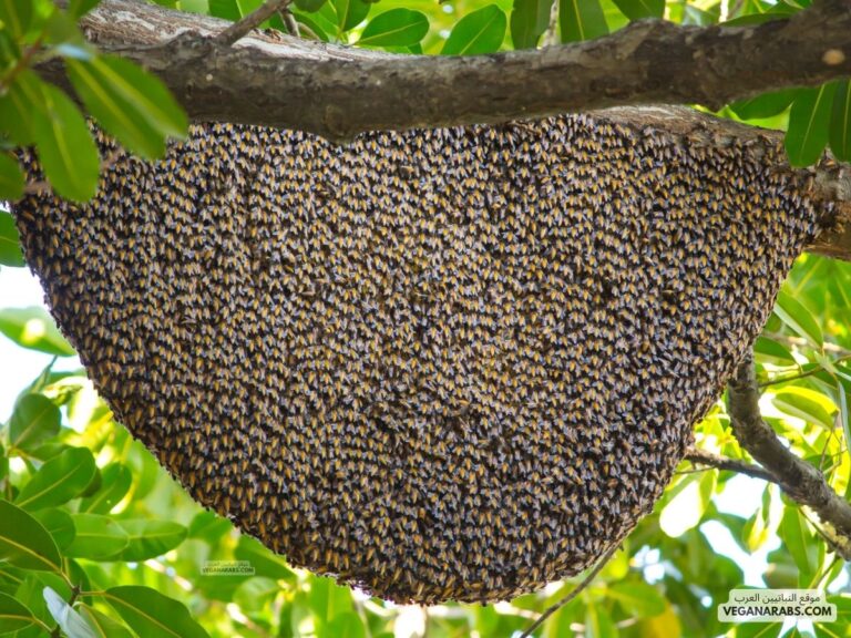 كيفية صنع العسل