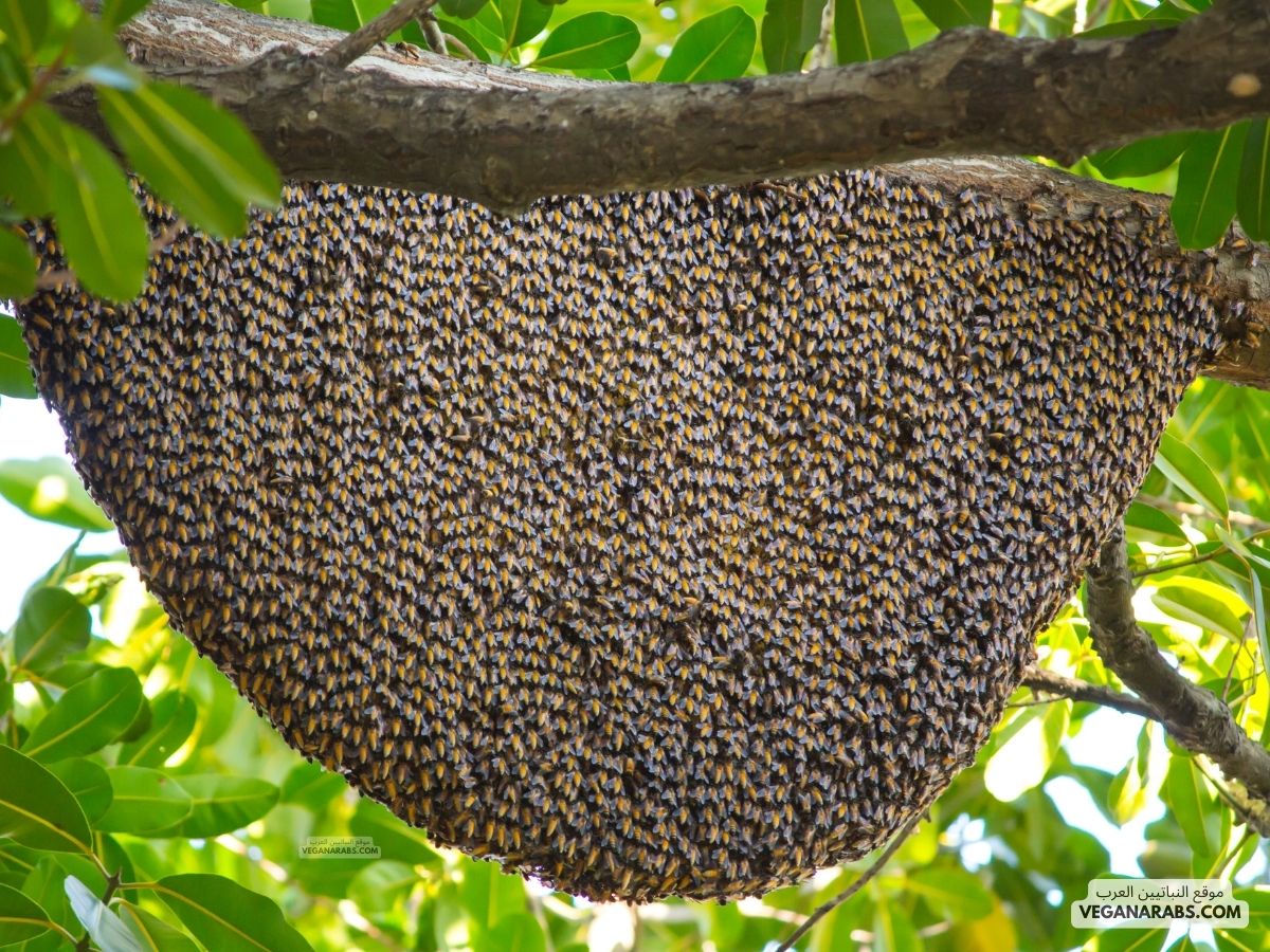 كيفية صنع العسل