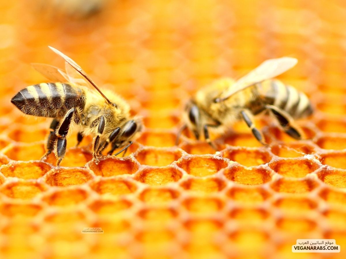 فوائد عسل غذاء ملكات النحل