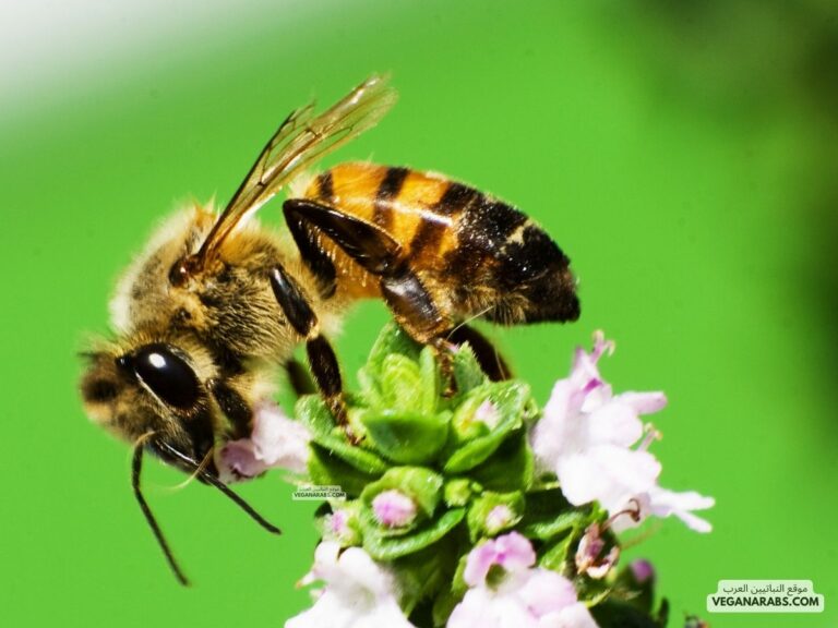 فوائد عسل الزعتر