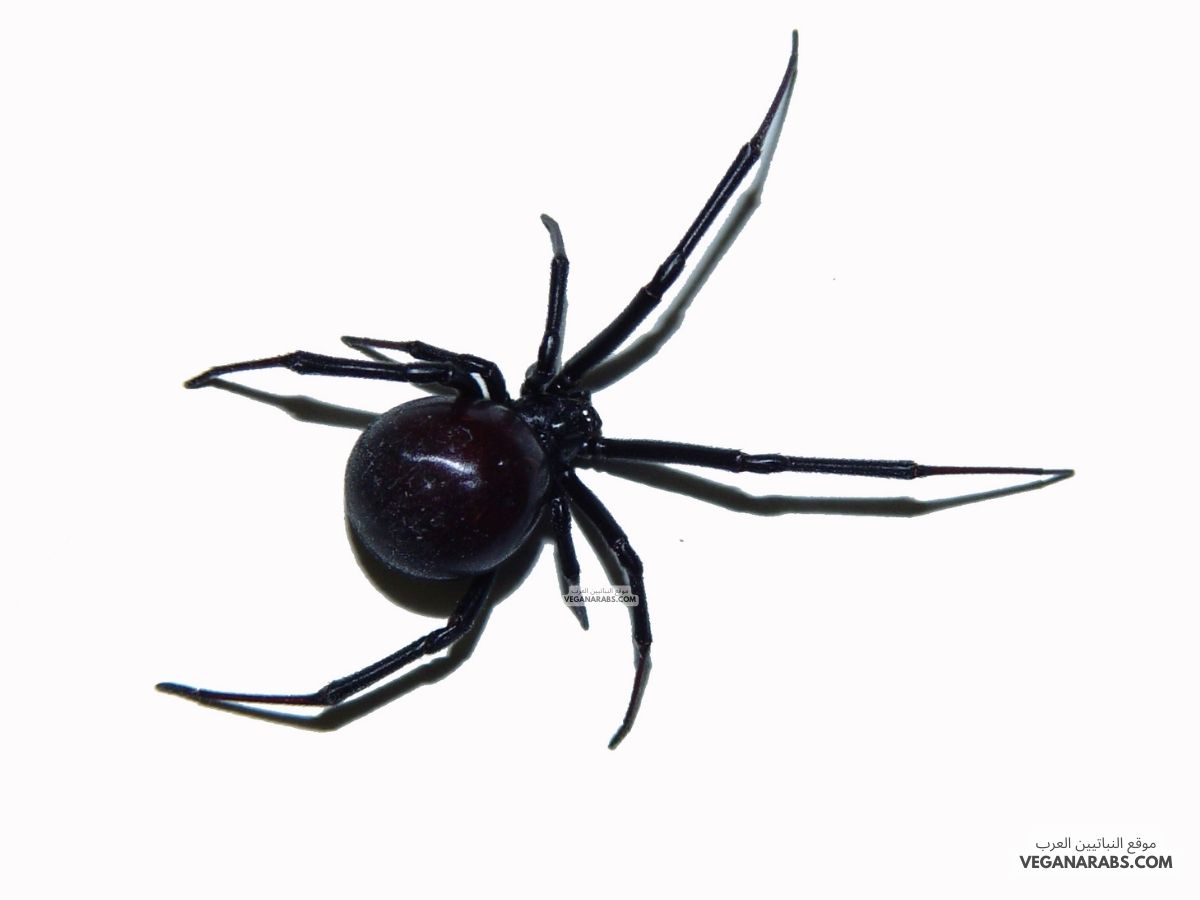 عنكبوت اسود