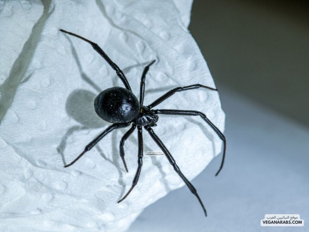 ١- عنكبوت الأرملة السوداء