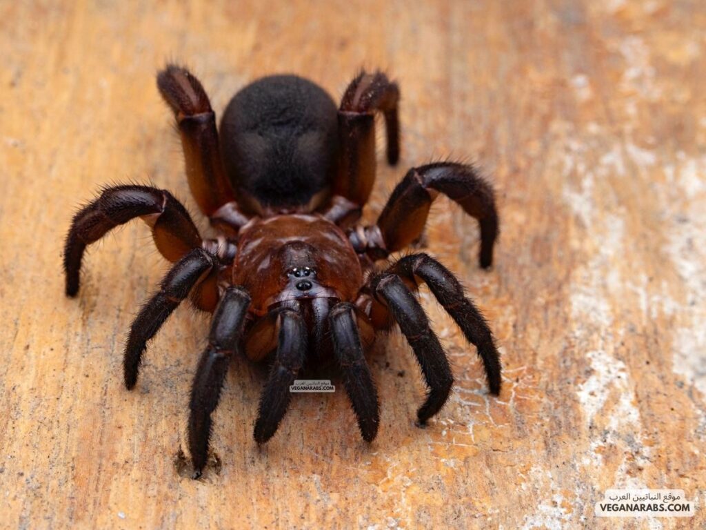 ٢- عنكبوت الباب المسحور