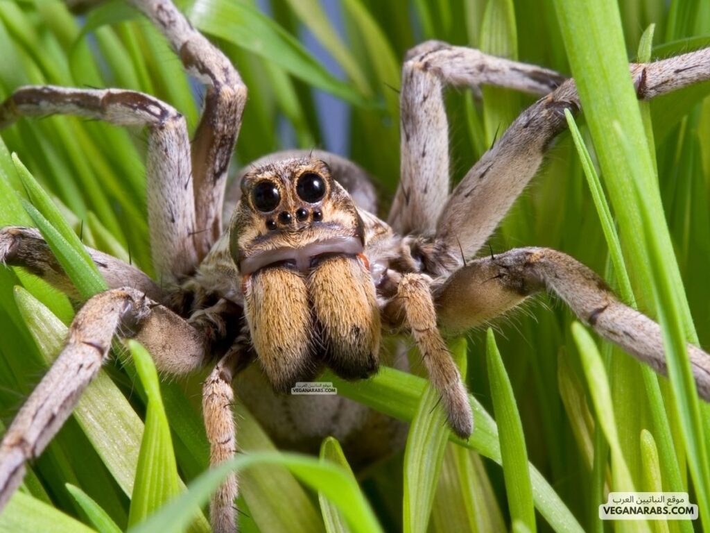 عنكبوت الذئب