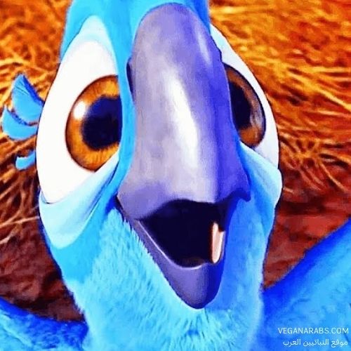 rio bird memory game 