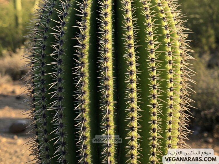 أنواع النباتات التي تعيش داخل المنزل