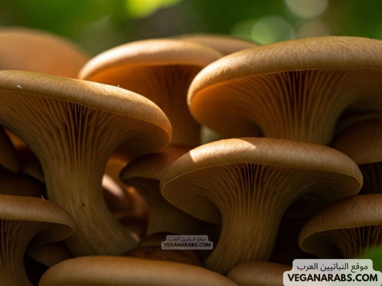 فيم يختلف المشروم عن النباتات