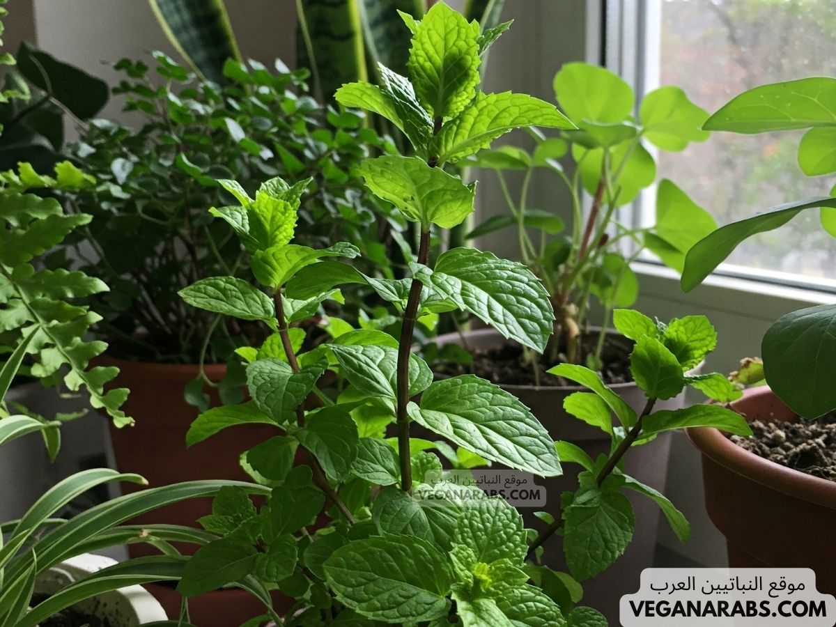 كيفية زراعة النباتات الطبية في المنزل