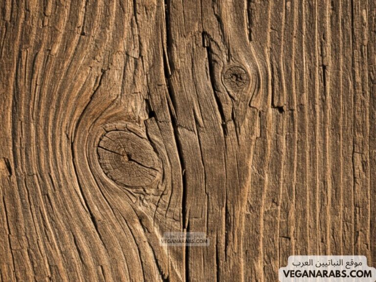 ماذا يقصد بالنسيج الوعائي في النباتات البذرية؟