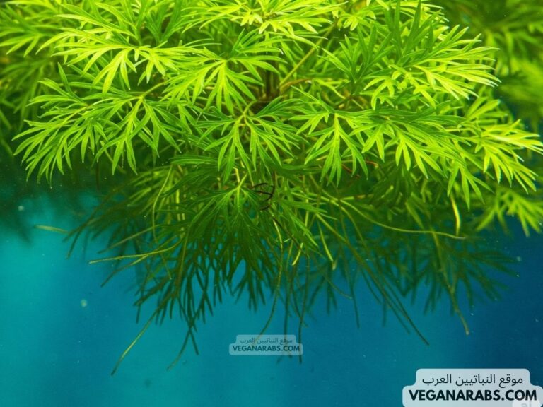 النباتات التي تعيش في الماء