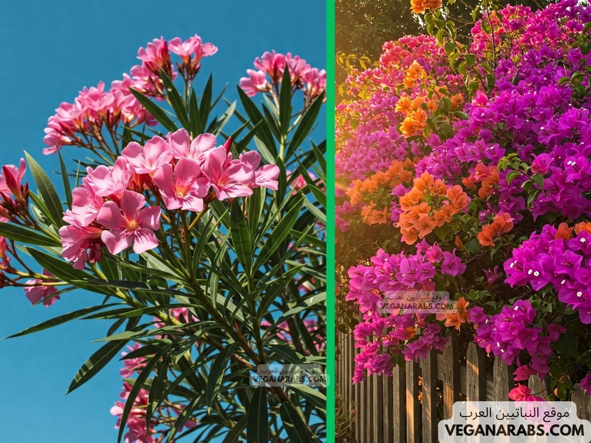 نباتات الرياض