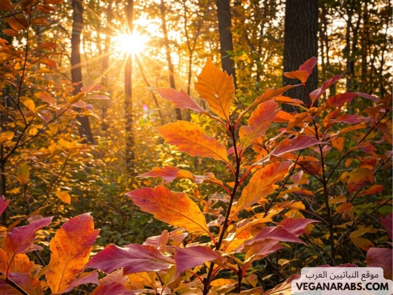 نباتات متساقطة الأوراق