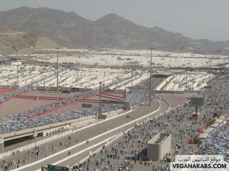 ما المقصود بيوم التروية