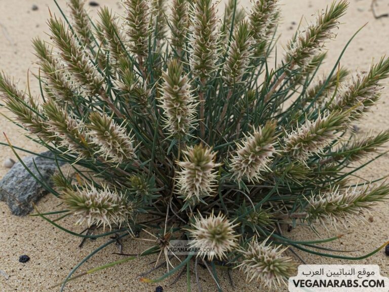 نباتات الربع الخالي