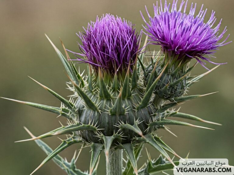 نباتات برية في فلسطين