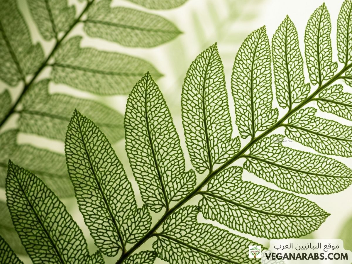 فوائد نبات الهواء الناعم