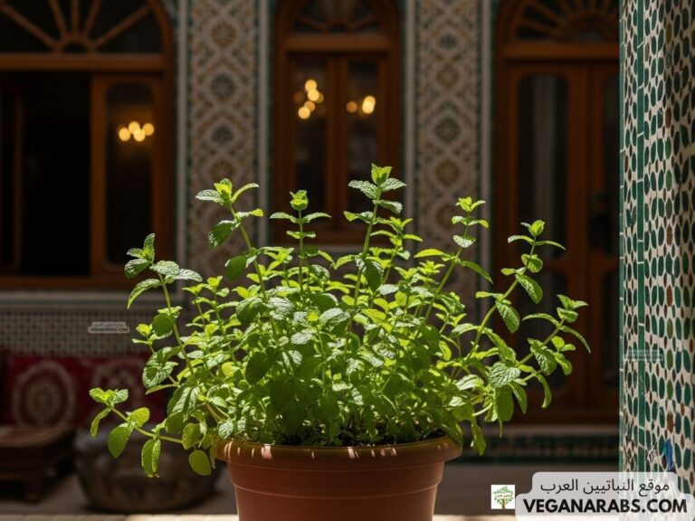 كيف أزرع نعناع في المنزل
