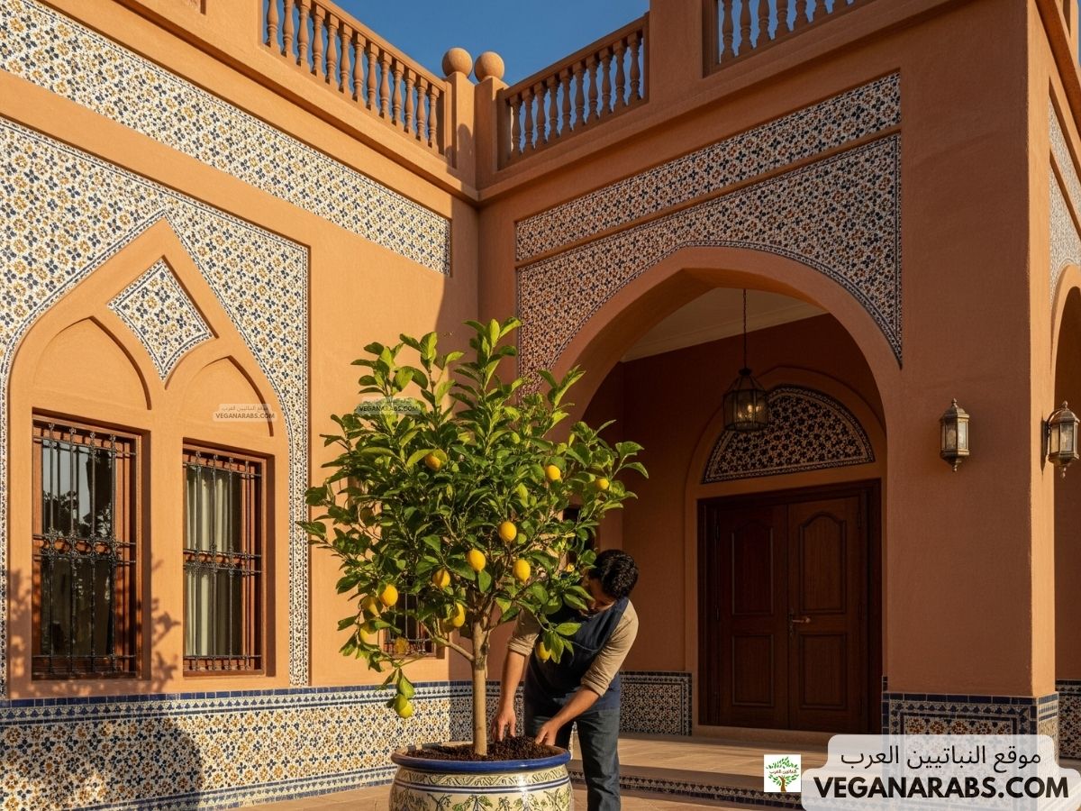 كيف ازرع الليمون