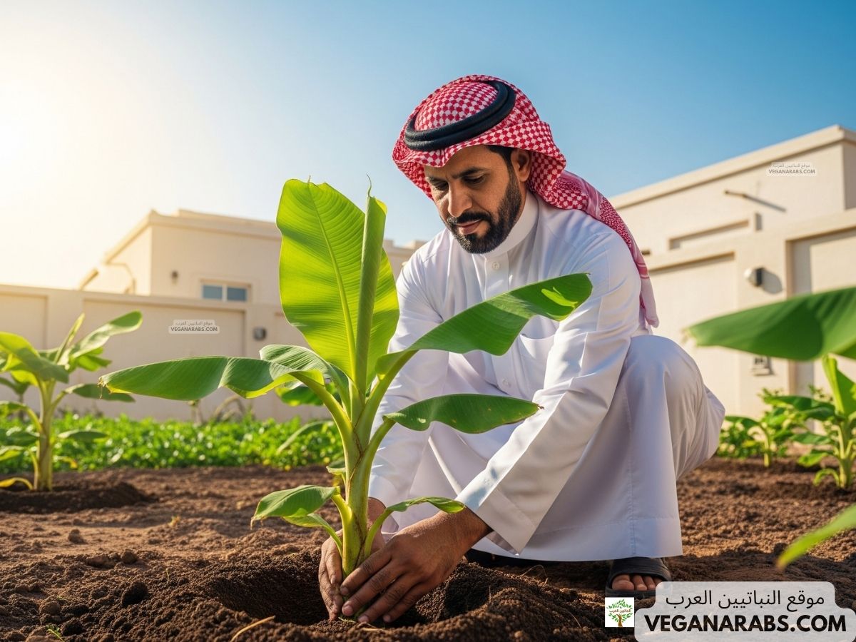 كيف ازرع الموز