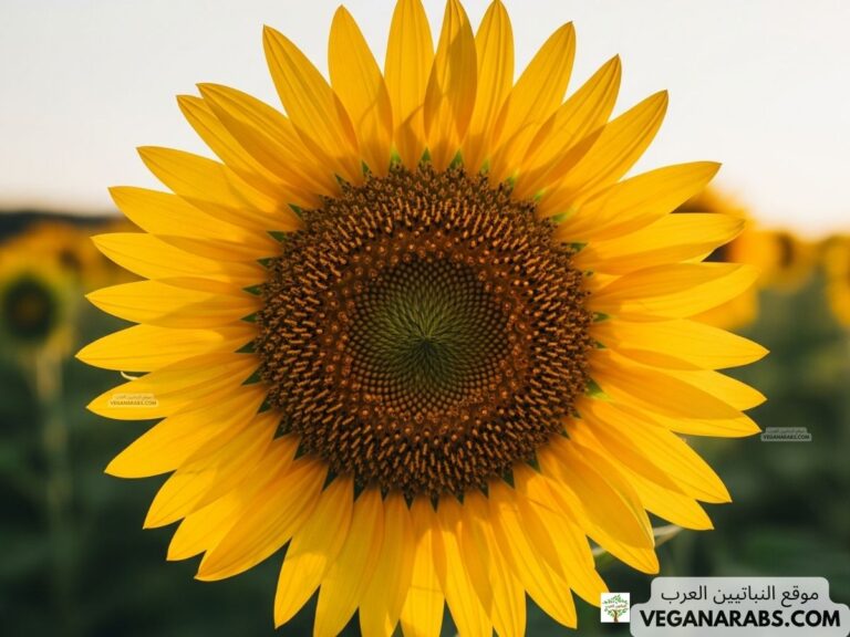 كيف ازرع دوار الشمس