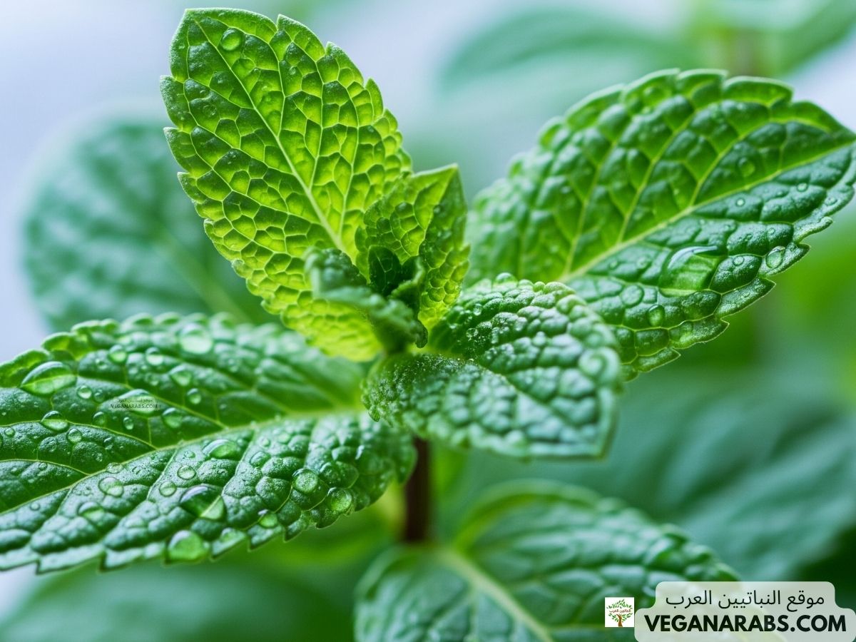 كيف ازرع نعناع