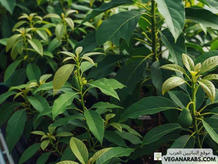 كيف تزرع الافوكادو في المنزل؟