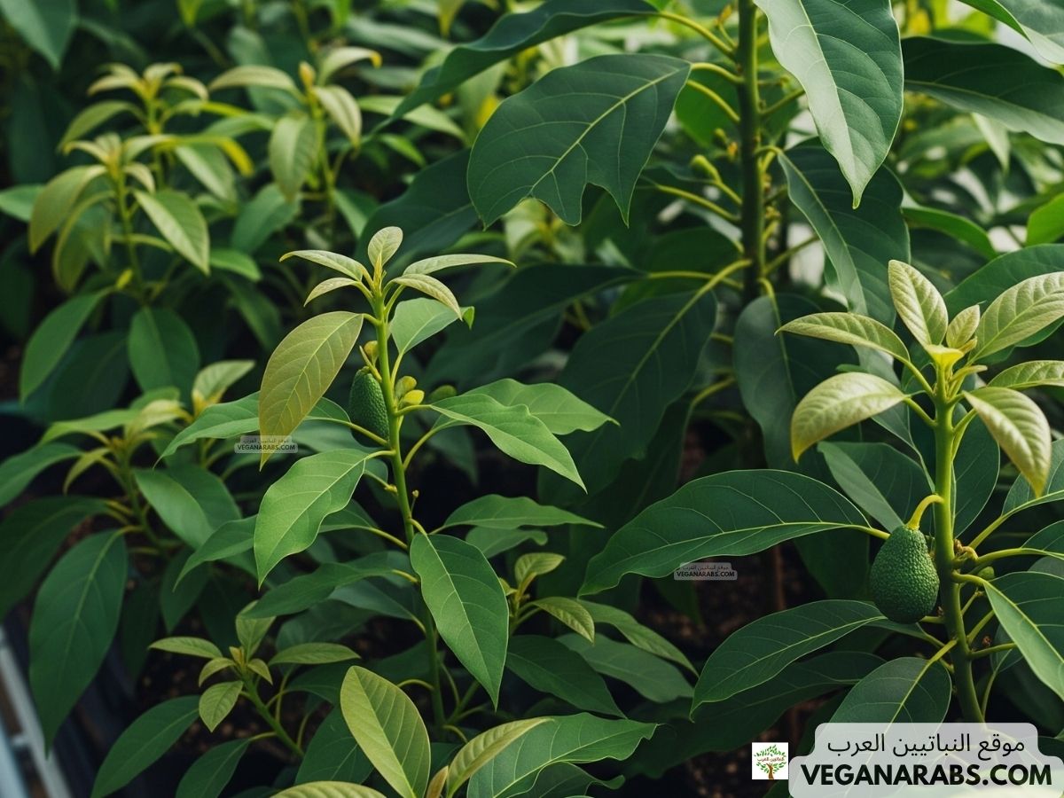 كيف تزرع الافوكادو في المنزل؟