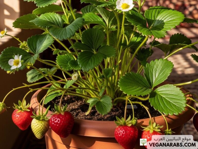 كيف تزرع الفراولة في البيت