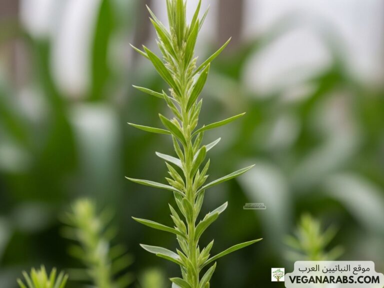 ما سبب أهميت نبات التيوسنت البري