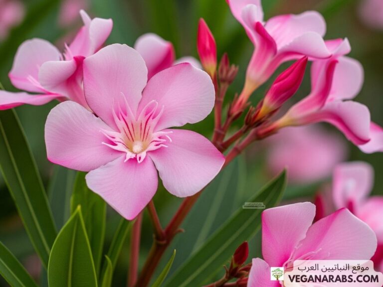 هل نبات الدفلة سام