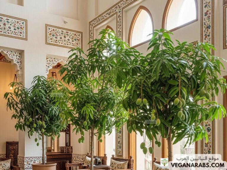كيف تزرع المنجا في المنزل