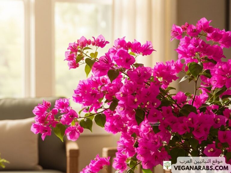 كيف تزرع الجهنمية في المنزل