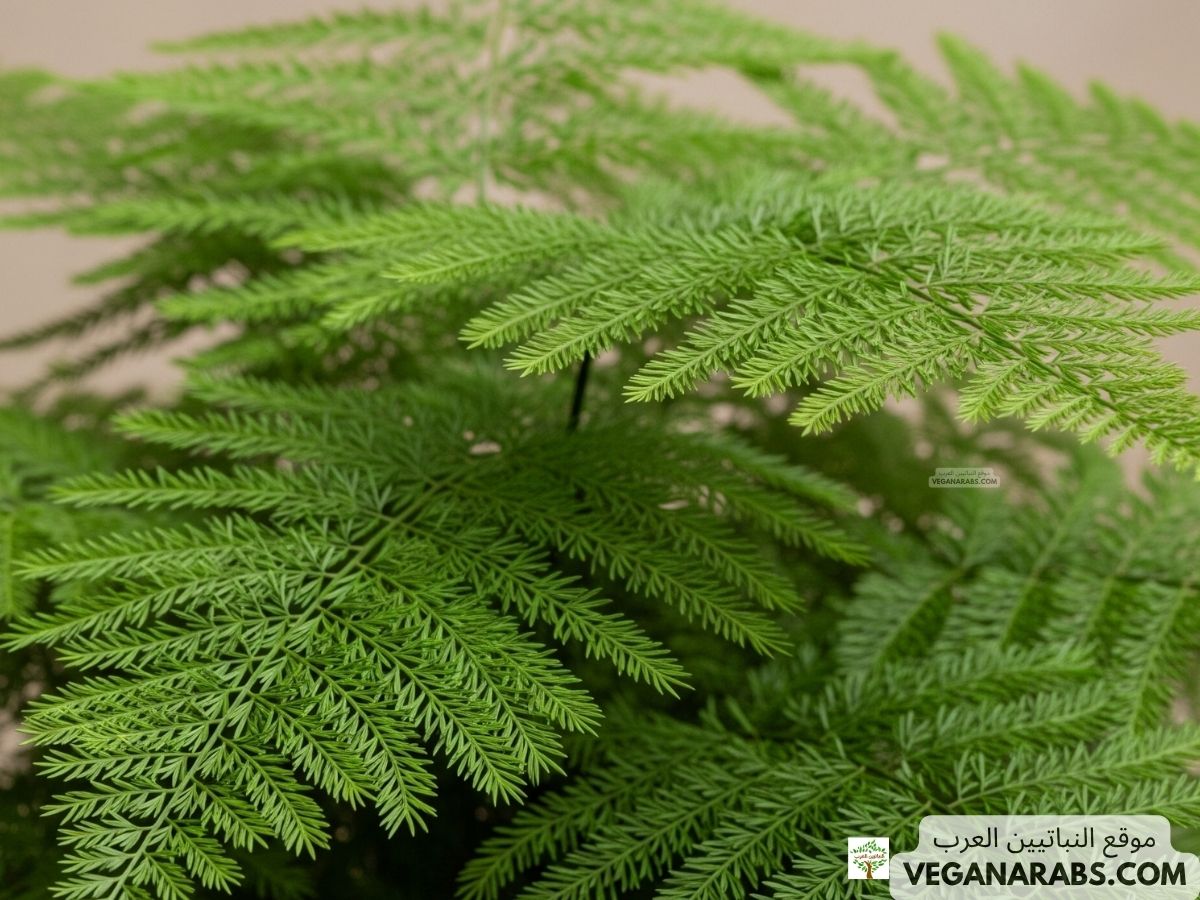 نبات الهواء الخشن